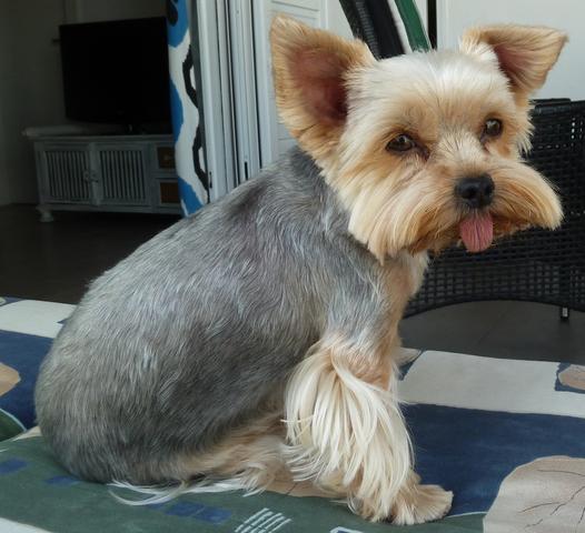 hilfe mein yorkshireterrier streckt immer die zunge raus (Hund, lustig