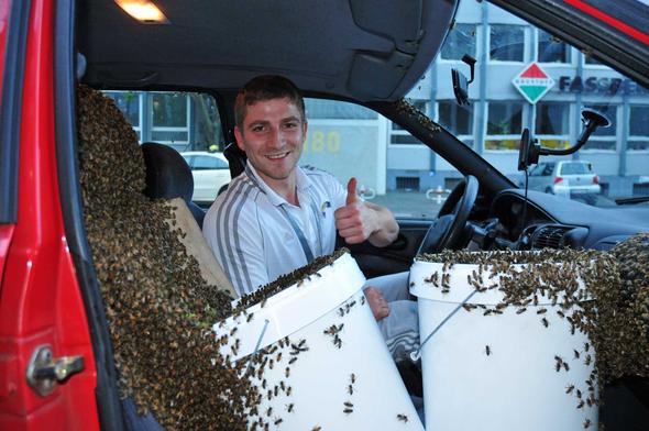 Zwei Bienenschwärme im Auto eines Imkers - (Freizeit, Stich, Wespen)