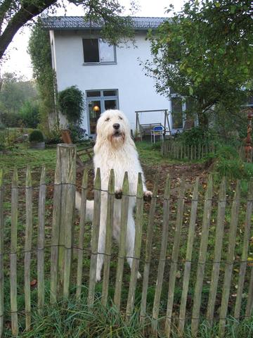Labradoodle mit Staketenzaun aus Kastanienholz - (Hund, Zaun)