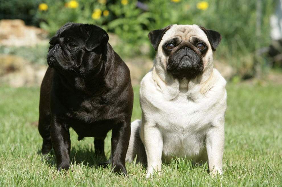 Männlicher oder weiblicher Mops? (Hund, Geschlecht)