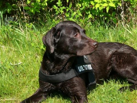 - (Tiere, Hund, Labrador)