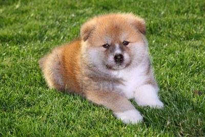 Akita Inu - (Hund, Welpen, süß)