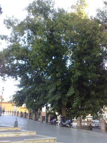 Gummibaum in Sevilla - (Pflanzen, Pflege, Spanien)