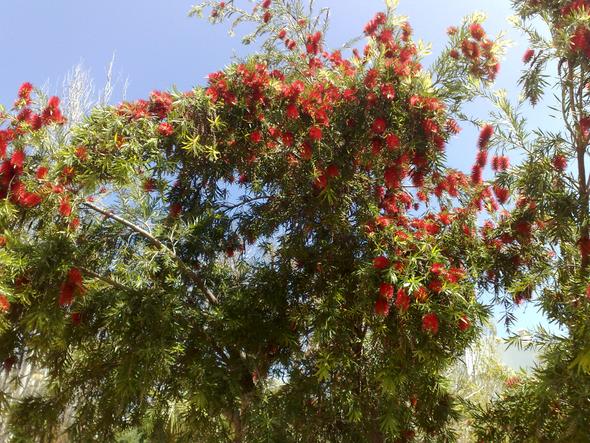 "Pfeifenputzerbaum" in Andalusien - (Pflanzen, Pflege, Spanien)