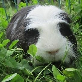 Meerschweinchen Namen Mit Y Oder I Am Ende Gesucht Tiere Haustiere