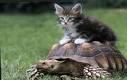 Schildkröte und Mietze - (Katze, Schildkröten)
