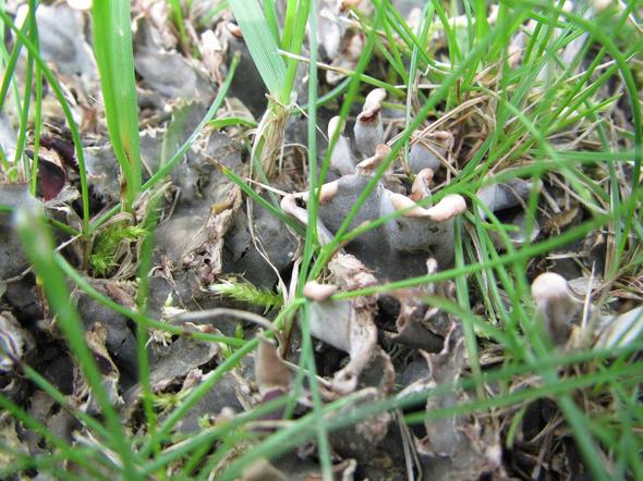 Pilzbefall auf Rasen (Garten, Schimmel, Pilze)