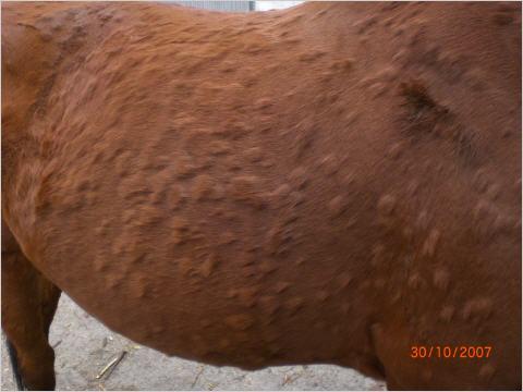 Bild 1 - (Krankheit, Pferd, Pony)
