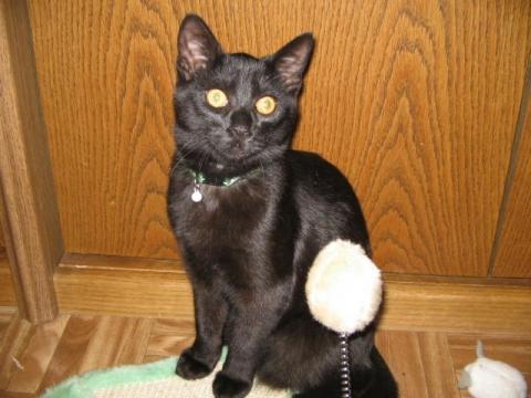 - (Katze, Haustiere, Katzen)