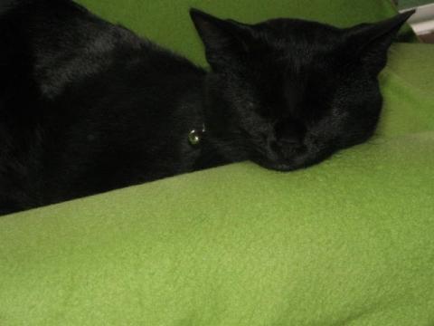 - (Katze, Haustiere, Katzen)