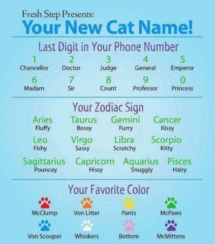 Lustiger Witziger Kaatzenname Tiere Katze Namen