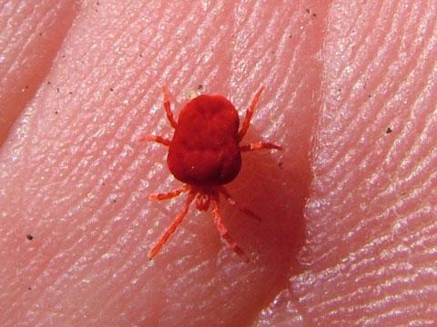 Wie Heissen Diese Winzig Kleinen Kafer Gelb