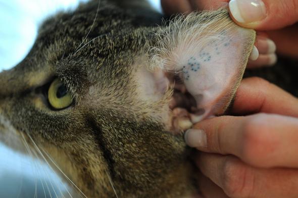 Darf Man Einem Tier Hund Katze Oder Pferd Ein Tattoo Stechen Tiere Pitbull