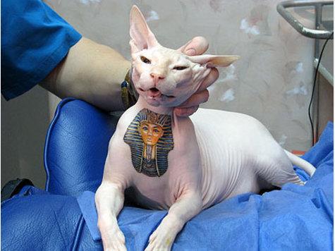 Katze - (Tiere, Hund, Tattoo)