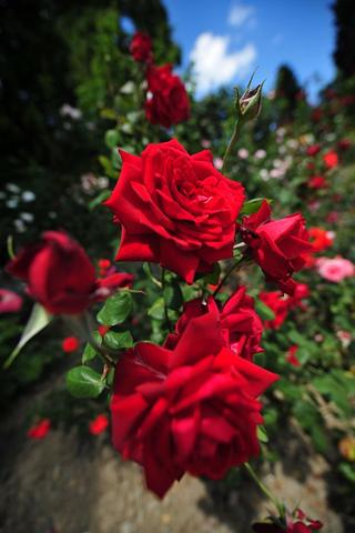 Vodafone sms abo kündigen Vodafone sms abo kündigen