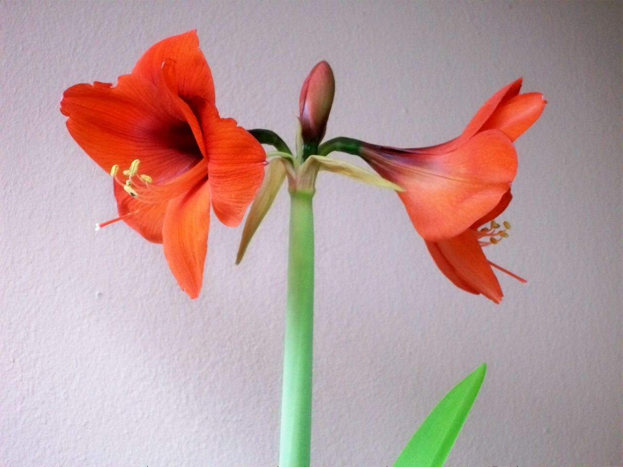 Muss man Lilien zurückschneiden? (Haushalt, Pflanzen, Garten)