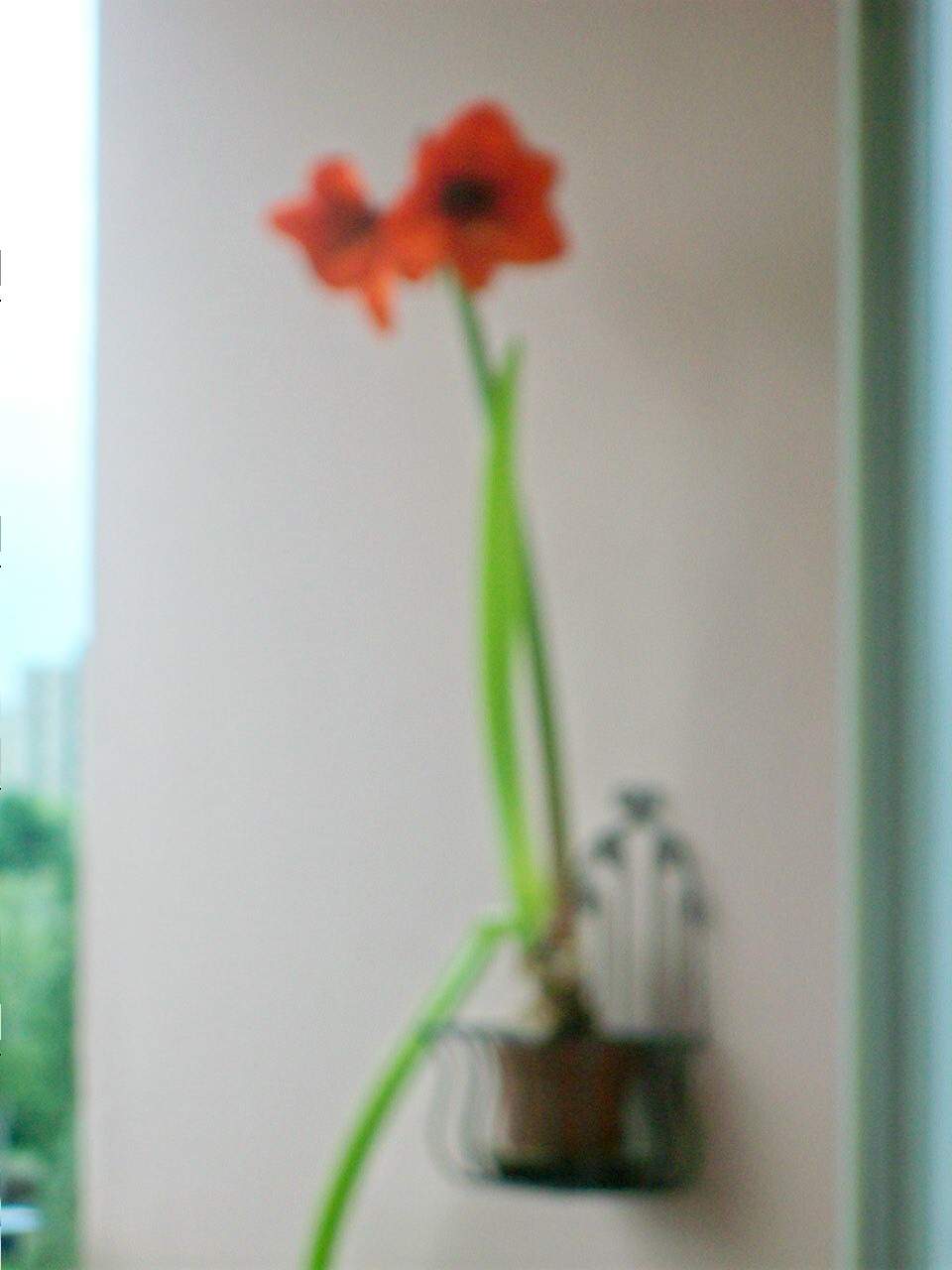 Muss man Lilien zurückschneiden? (Haushalt, Pflanzen, Garten)