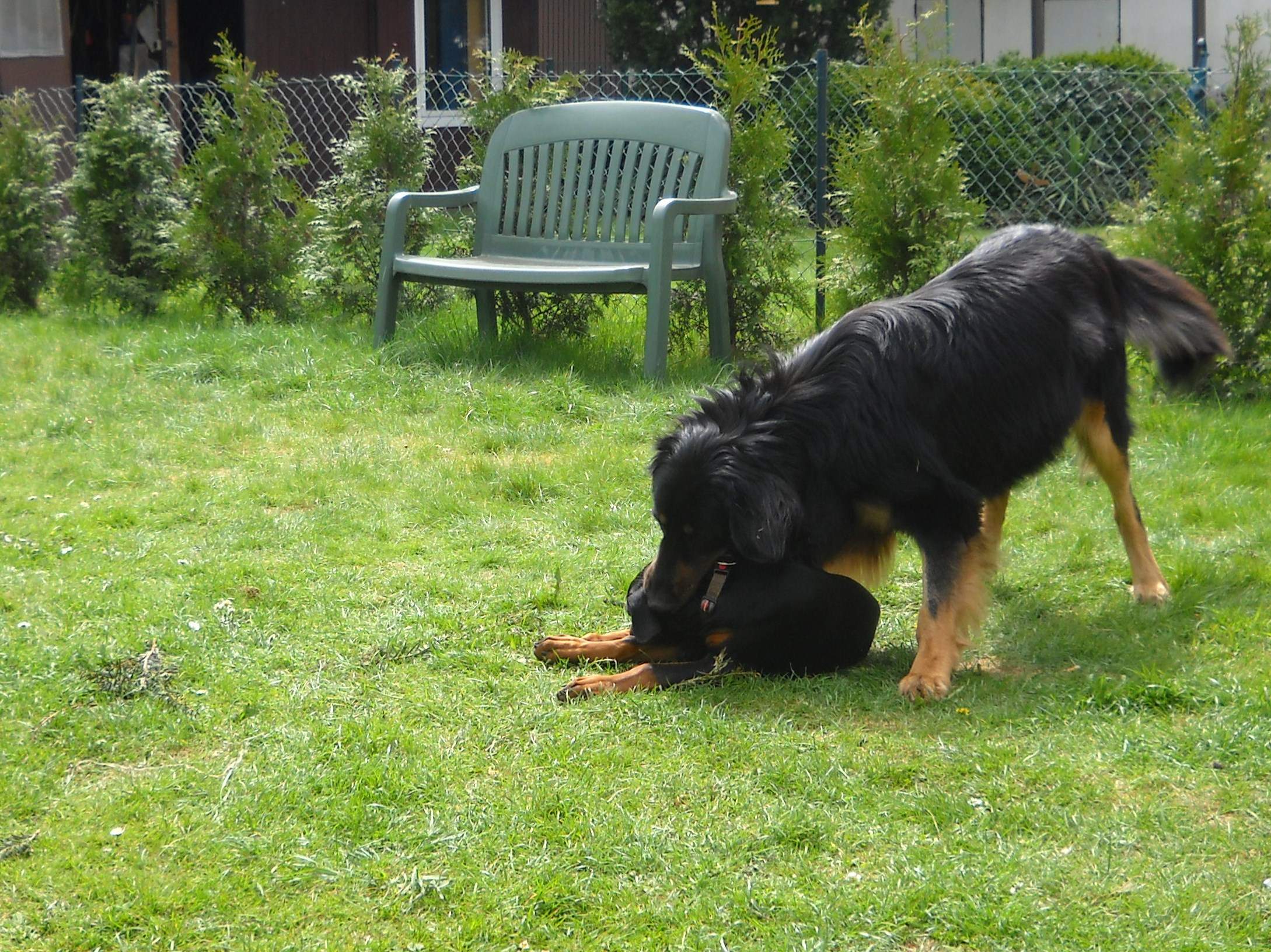 nackenbiss und spielen bei hunden (Hund, Verhalten)