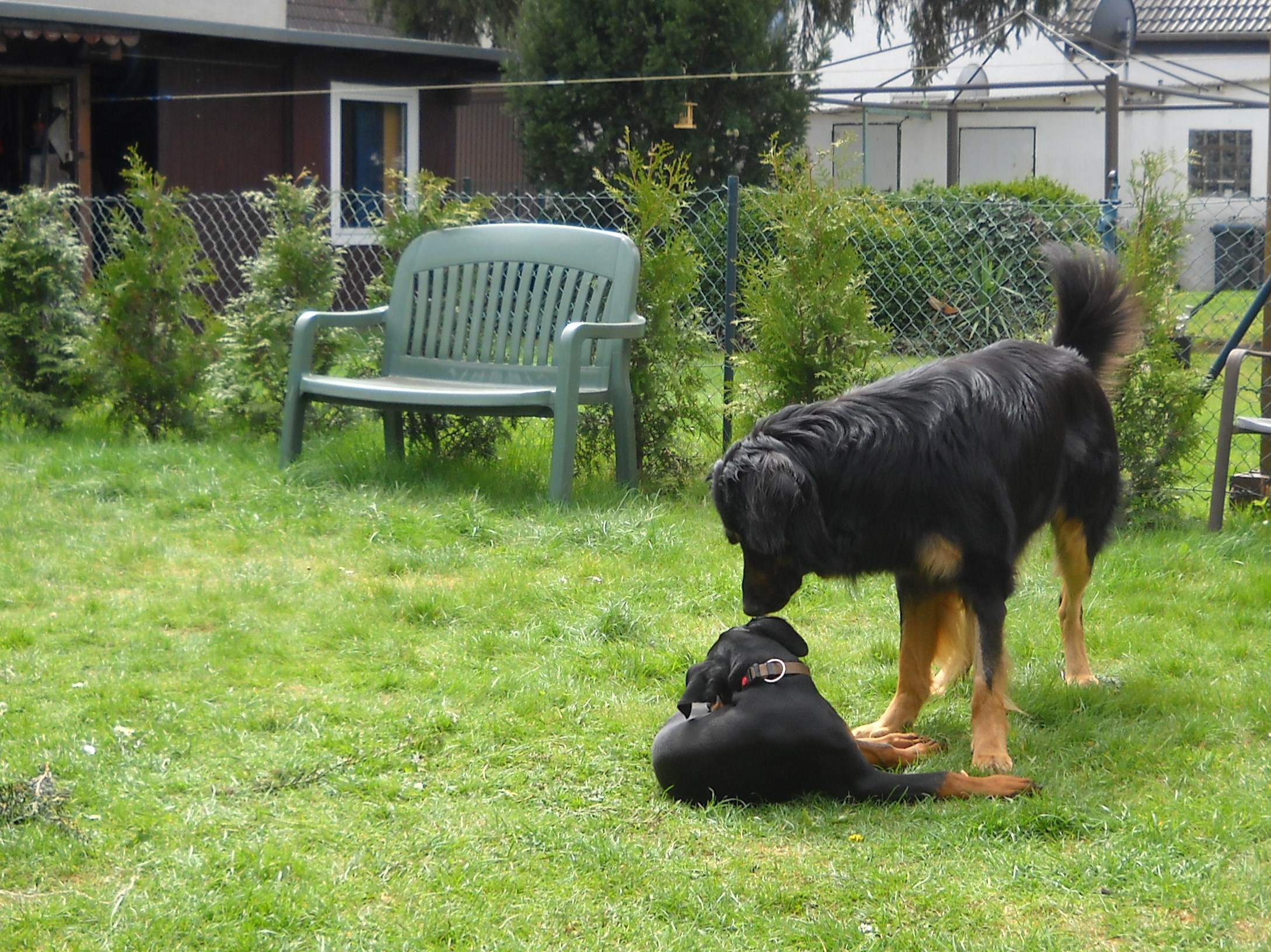 nackenbiss und spielen bei hunden (Hund, Verhalten)