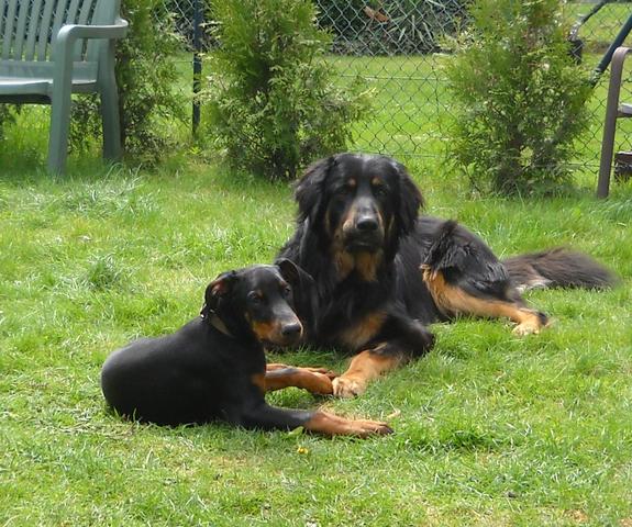 nackenbiss und spielen bei hunden (Hund, Verhalten)