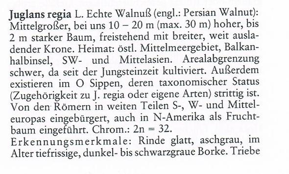 Walnussbaum - (Schule, Buch, Biologie)
