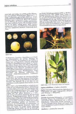 Walnussbaum - (Schule, Buch, Biologie)