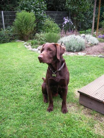 Paul, Labrador braun, 7 Jahre - (Hund, Labrador, Golden Retriever)