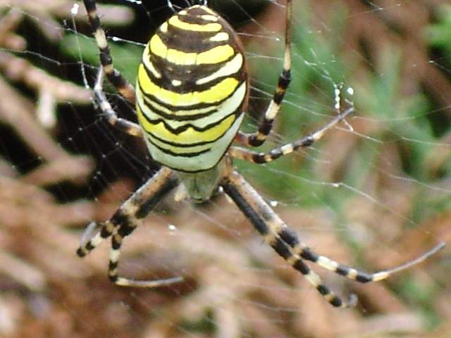 37+ Rote Spinne Im Garten, Die rote spinne ist ein schädling, den