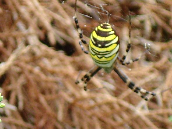 Spinne schwarz gelb gestreift