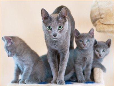 Russisch Blau - (Tiere, Haustiere, Katzen)