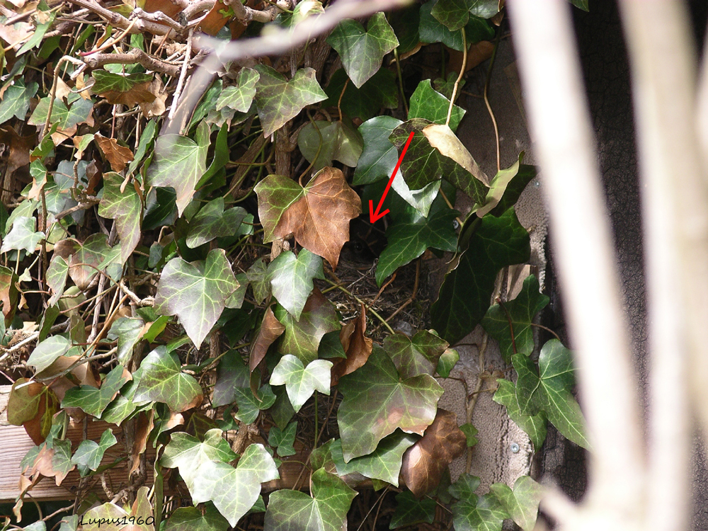 Efeu im Garten