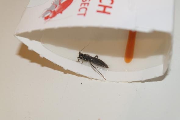 Hoffe man erkennt es. - (Insekten, Schädlinge)