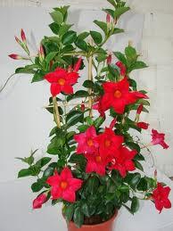 Kletterpflanzen Furs Zimmer Diese Sind Geeignet Focus De