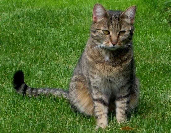 Habt Ihr Sch ne Warrior Cats Bilder Die Wie Echte Katzen Aussehen habt-ihr-sch-ne-warrior-cats-bilder-die-wie-echte-katzen-aussehen