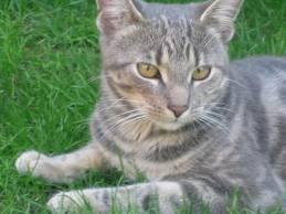 Bild - (Bilder, Katzen, Schönheit)