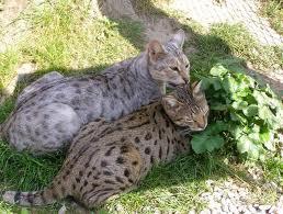 Bild - (Bilder, Katzen, Schönheit)