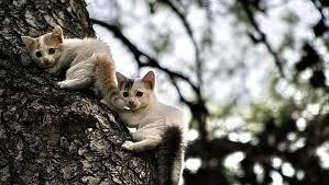 Bild - (Bilder, Katzen, Schönheit)