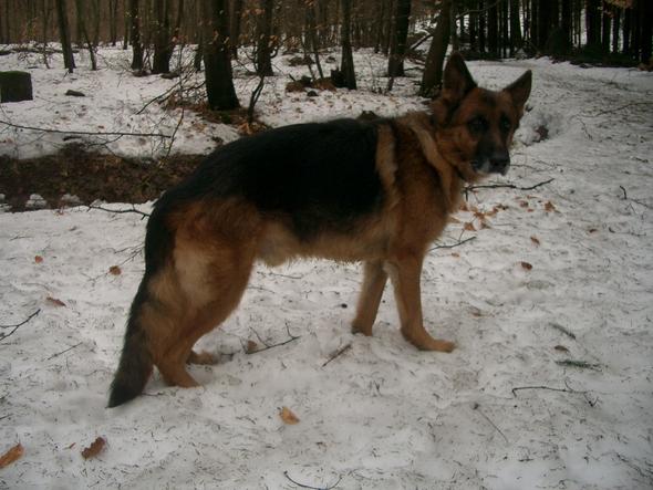 Schäferhund zerknirscht im Schnee... - (Hund, Tierarzt, Hundefutter)