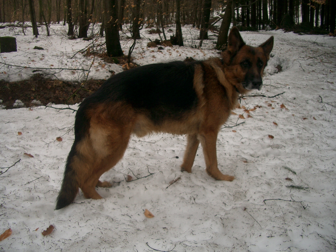 Ist mein Hund zu dünn? / (Tierarzt, Hundefutter, barf)