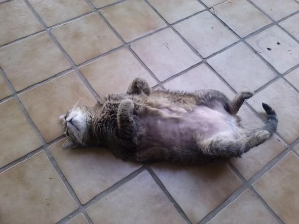 katze verliert viel fell tiere