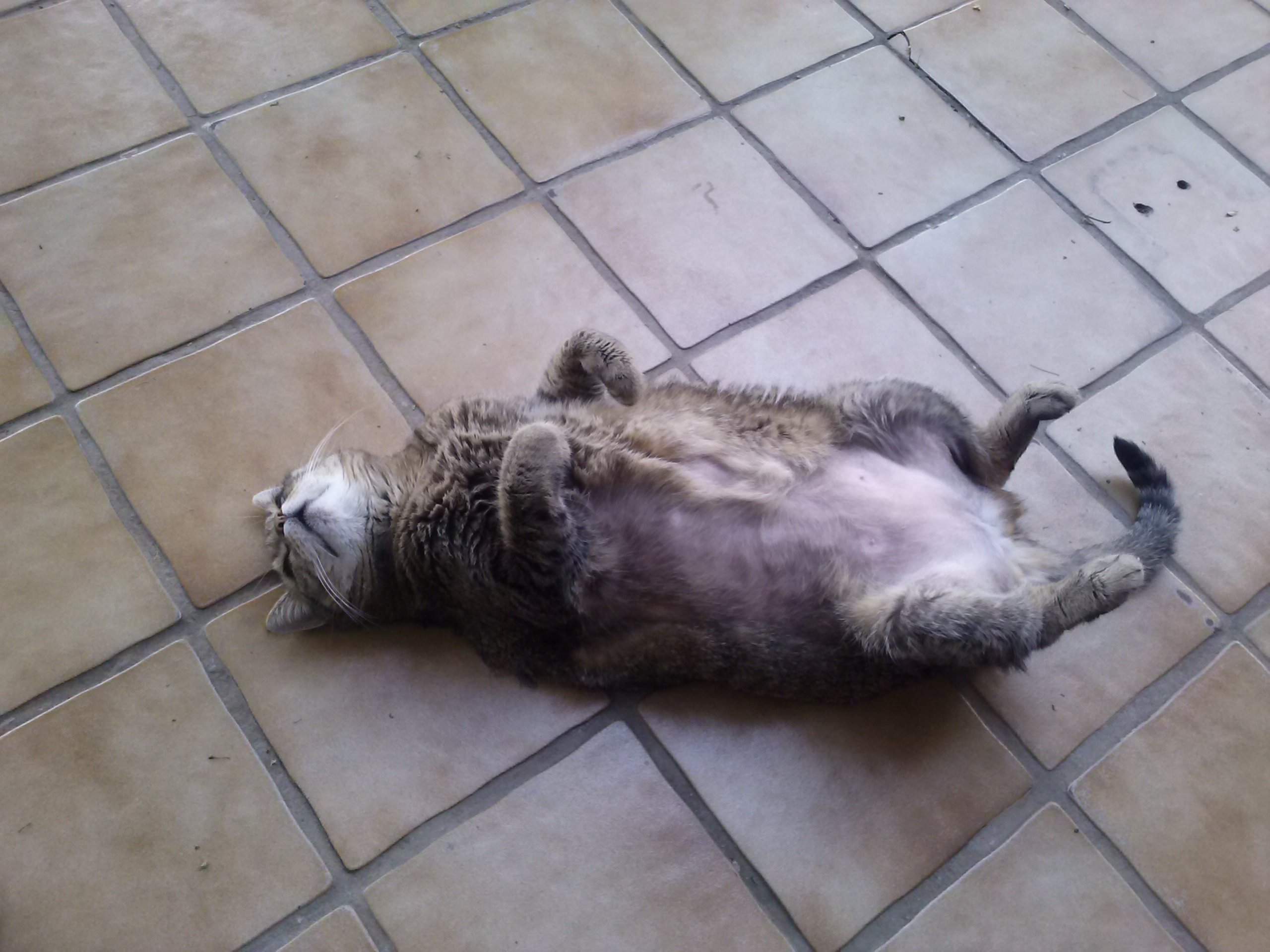 Katze verliert viel Fell (Tiere, Haustiere)