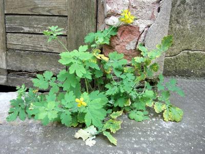 schöllkraut/warzenkraut - (entfernen, Warzen)