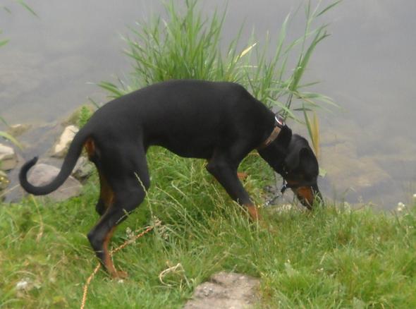 Am Wasser - (Hund, lernen, schwimmen)