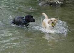 Wasser-Labbi...:-)))) - (Hund, lernen, schwimmen)