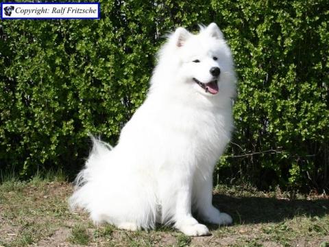 Selbst Ist Die Braut Hund Selbst Ist Die Braut Hund