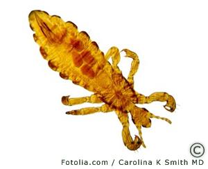 was fur parasiten sind das hund zecken flohe