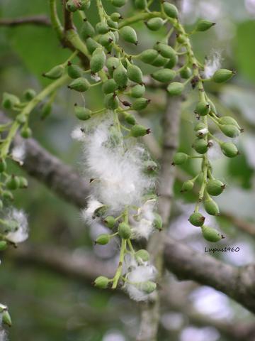 Pappelfrüchte mit mit aufgeplatzten Kapseln - (Baum)