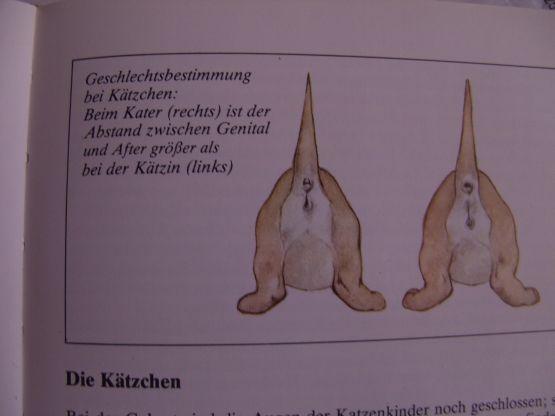 Katzen Geschlechts Erkennung Kater