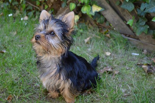 Mein Yorkshire Terrier Welpe - (Tiere, Hund, Chihuahua)