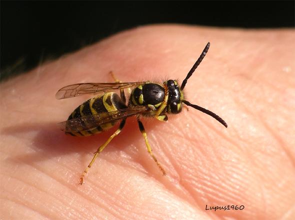 Wespe - (Insekten, Wespen, Bremse)